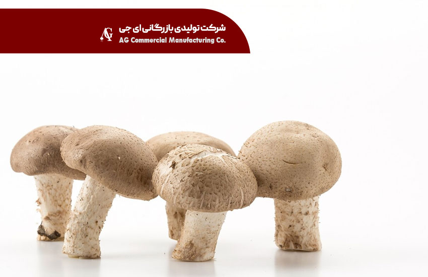روش‌های نوین بسته‌ بندی قارچ تازه و صادراتی؛ از حفظ تازگی تا ورود به بازار جهانی