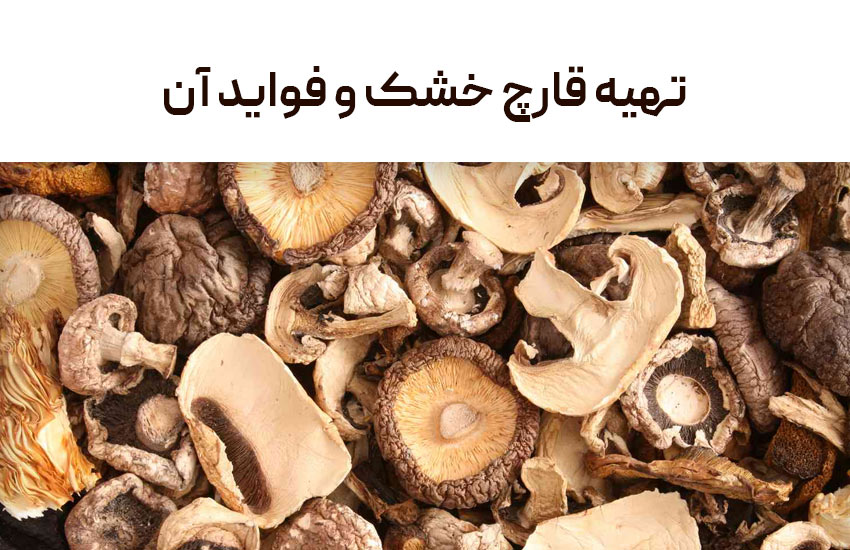 تهیه قارچ خشک و فواید آن