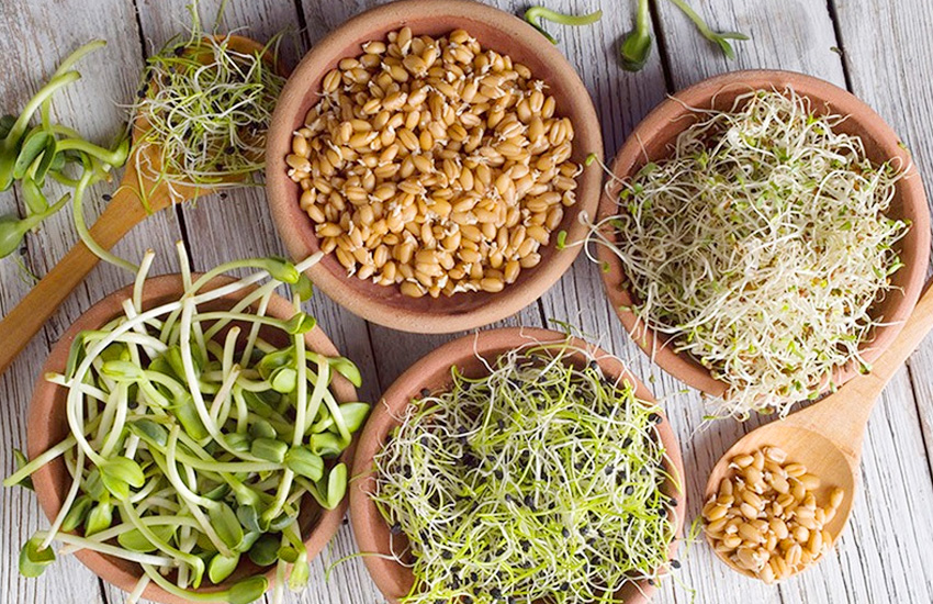 جوانه چیست؟ و مصرف جوانه برای چی خوبه؟